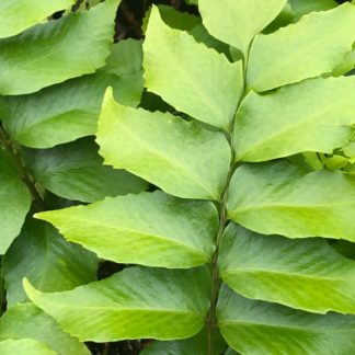 Fern leaves with soft light-green foliage