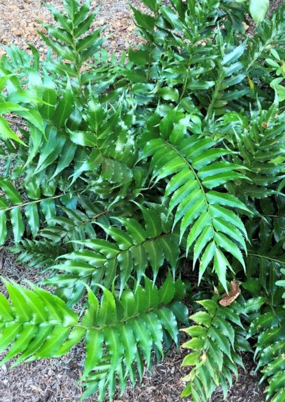 Fern leaves with shiny green foliage in garden