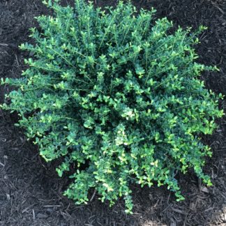 Compact shrub with small green leaves planted in mulched garden