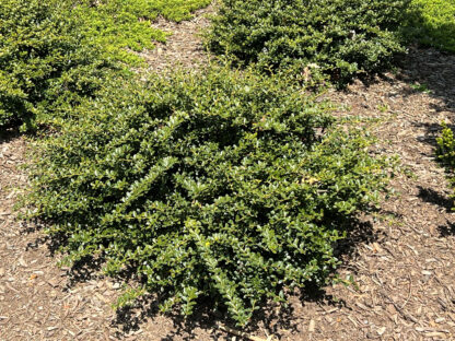 Compact shrub with small green leaves planted in mulched garden