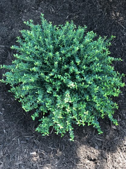 Compact shrub with small green leaves planted in mulched garden