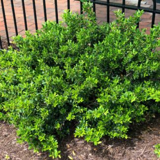 Compact shrub with small green leaves planted in mulched garden by black metal fence