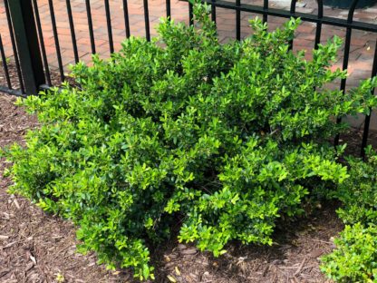 Compact shrub with small green leaves planted in mulched garden by black metal fence