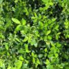 Close-up of small green leaves with tiny white flower buds
