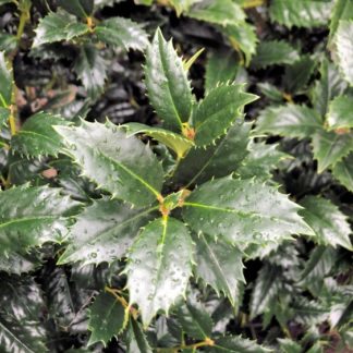 Close-up of pointy green leaves