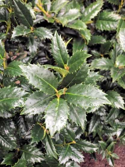 Close-up of pointy green leaves