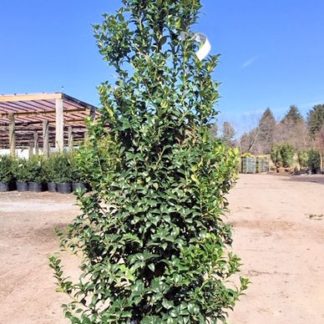 Dense, pyramidal, evergreen tree with shiny leaves in black nursery pot