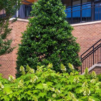 Dense, pyramidal, evergreen tree with shiny leaves planted in garden with white flowering shrubs in front and brick building behind