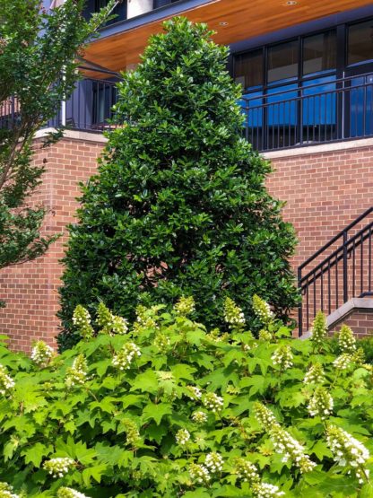 Dense, pyramidal, evergreen tree with shiny leaves planted in garden with white flowering shrubs in front and brick building behind