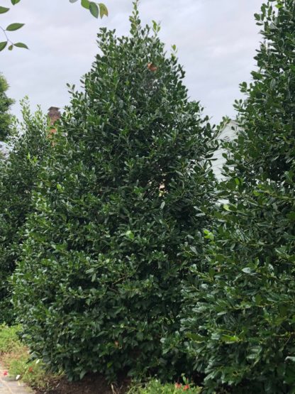 Dense, pyramidal, evergreen tree with shiny leaves planted in lawn