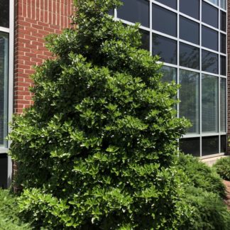 Dense, pyramidal, evergreen tree with shiny leaves planted garden next to brick building and windows