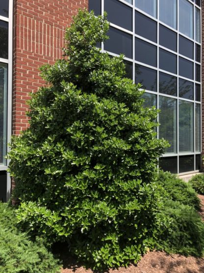 Dense, pyramidal, evergreen tree with shiny leaves planted garden next to brick building and windows