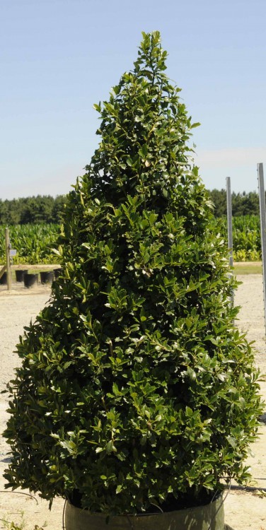 Dense, pyramidal, evergreen tree with shiny leaves in black nursery container