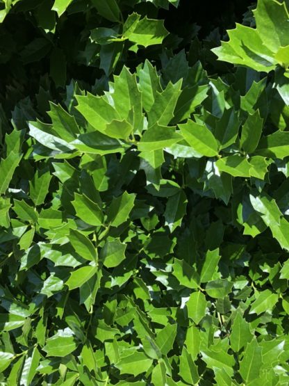 Close-up of pointy green leaves