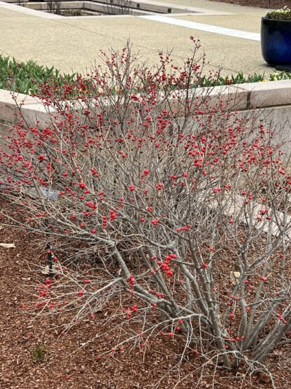 Holly Winterberry Red Sprite - Image 4
