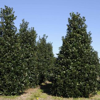 Nursery field planted with dense, pyramidal, evergreen trees with shiny leaves