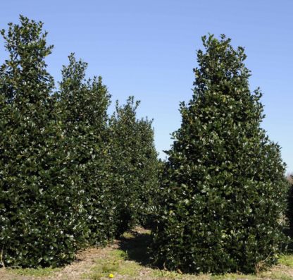 Nursery field planted with dense, pyramidal, evergreen trees with shiny leaves