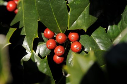 holly robin berries