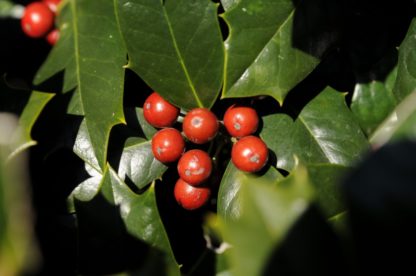 Close-up of shiny green leaves and a cluster of bright red berries