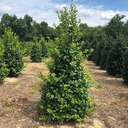 Rows of dense, pyramidal, evergreen trees with shiny leaves planted in nursery fields