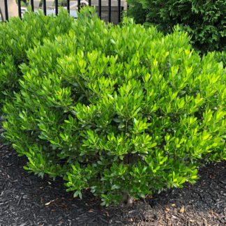 Compact shrub with small green leaves planted in mulched garden in front of black iron fence