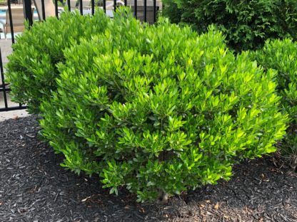 Compact shrub with small green leaves planted in mulched garden in front of black iron fence