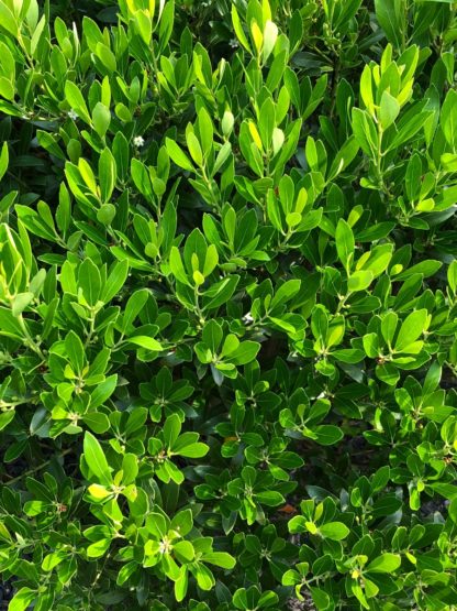 Close-up of small light-green leaves