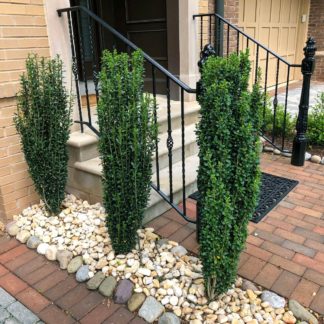 Upright, narrow plants with green leaves planted in stones next to stairs and brick sidewalk