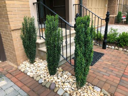 Upright, narrow plants with green leaves planted in stones next to stairs and brick sidewalk