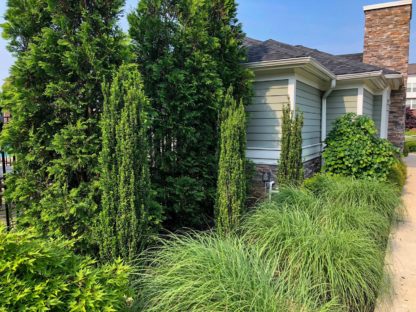 Row of upright, narrow shrubs with small leaves planted in a garden next to building