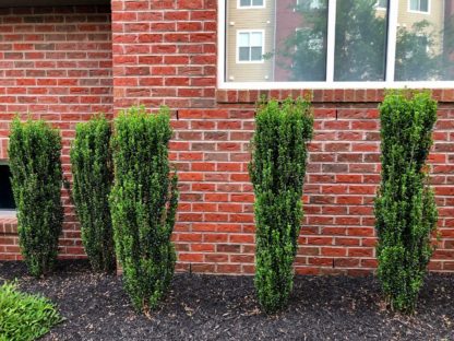 Row of upright, narrow shrubs with small leaves planted next to building