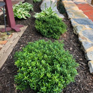 Compact shrubs with small green leaves planted in mulched garden next to stone wall