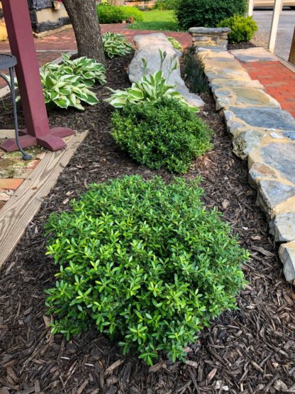 Compact shrubs with small green leaves planted in mulched garden next to stone wall