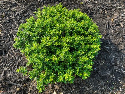 Compact shrub with small green leaves planted in mulched garden