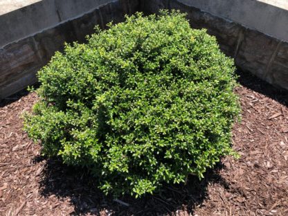 Compact shrub with small green leaves planted in mulched garden near wall