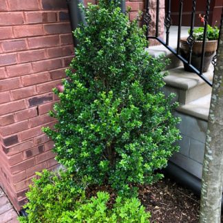 Upright shrub and three small shrubs with small green leaves planted alongside staircase