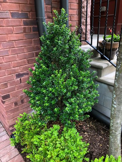 Upright shrub and three small shrubs with small green leaves planted alongside staircase