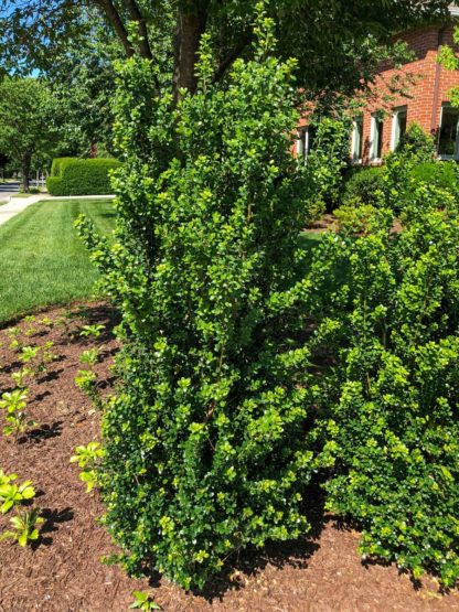 Upright shrub with small green leaves planted in garden in front of brick house