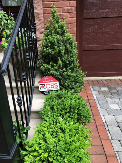 Upright shrub and two small shrubs with small green leaves planted alongside staircase