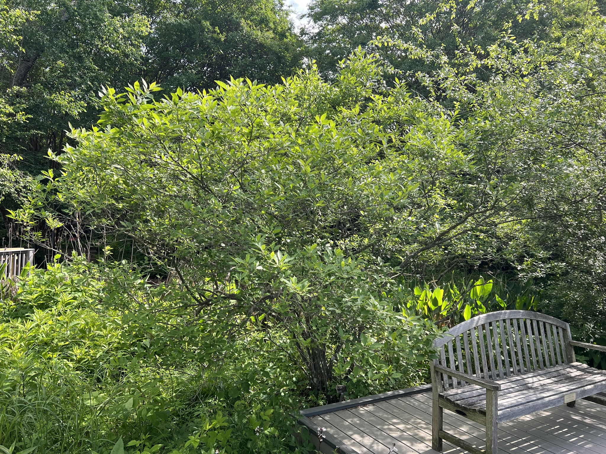 Holly Winterberry Winter Red - Image 2