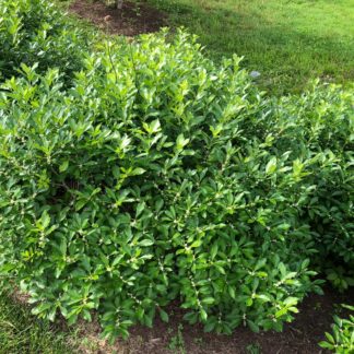 Compact shrub with small green leaves planted in mulched garden