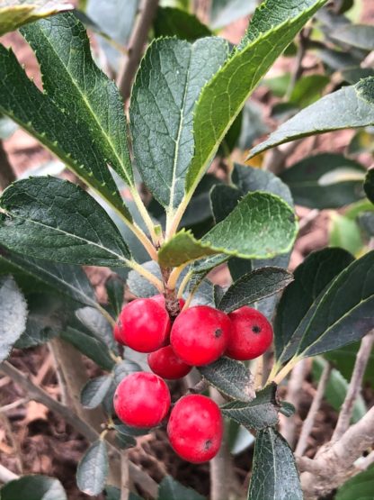 Close-up of green leaves and bright red berries