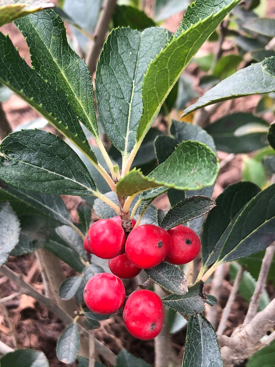 26″ Ilex Berry Spray 'Red' – McArdle's – Floral & Garden Design