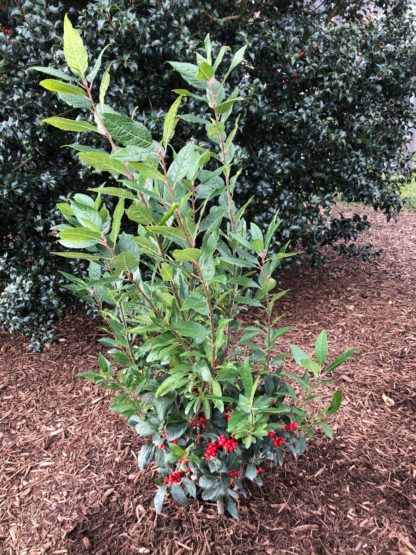 Small shrub with green leaves and red berries planted in garden