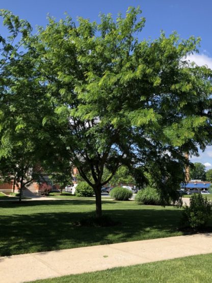 Large, broad shade tree planted in lawn next to sidewalk