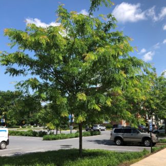 Large, broad shade tree planted in lawn next to parking lot