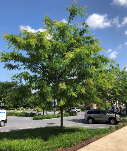 Large, broad shade tree planted in lawn next to parking lot