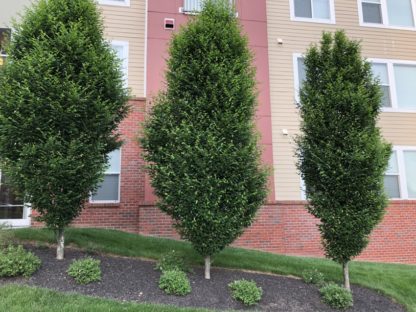 Mature, upright, oval trees planted in garden bed in front of apartment building