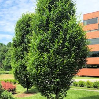 Mature, upright, oval trees planted in lawn by building