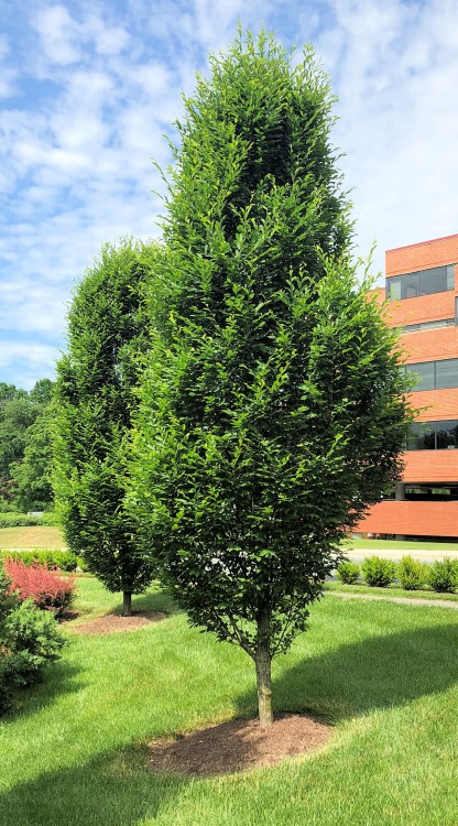 Mature, upright, oval trees planted in lawn by building